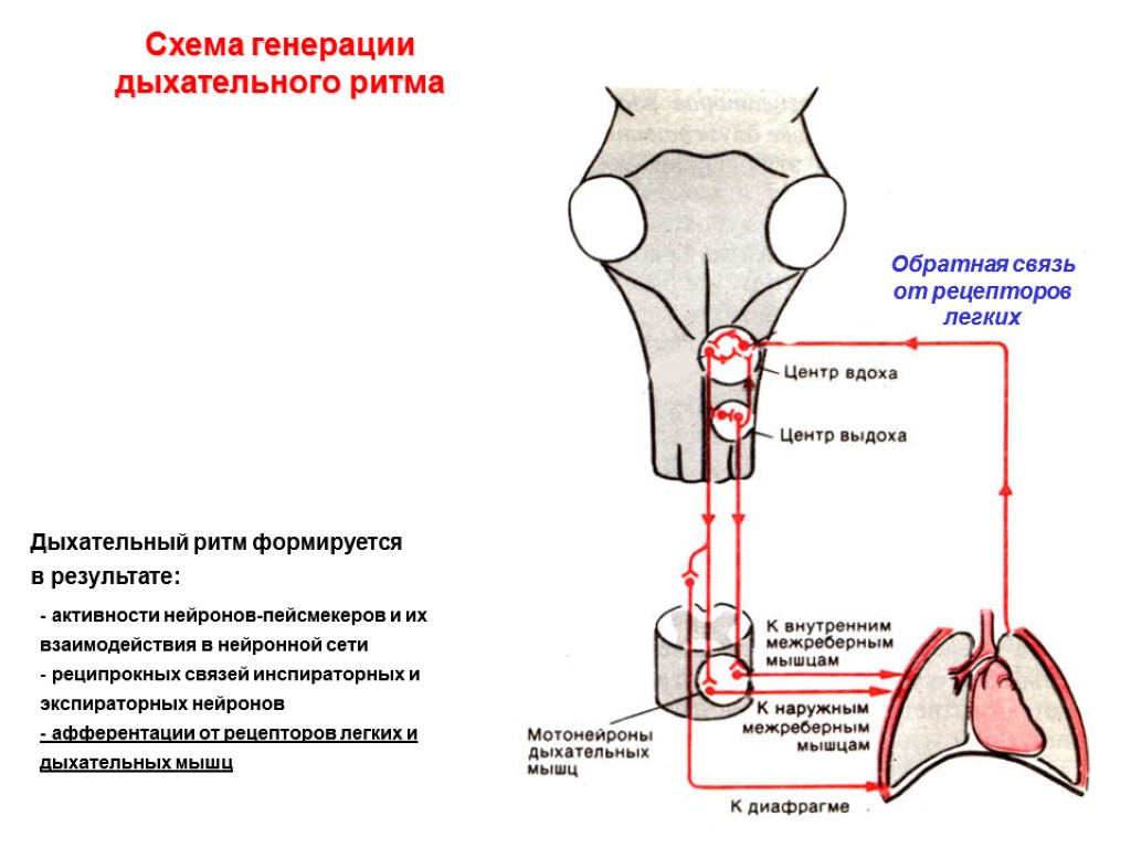 Дыхательный ритм формируется в результате: - активности нейронов-пейсмекеров и их взаимодействия в нейронной сети